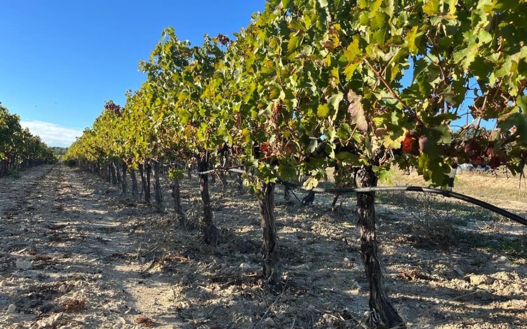Face au dérèglement climatique en Provence, les vignerons en apnée